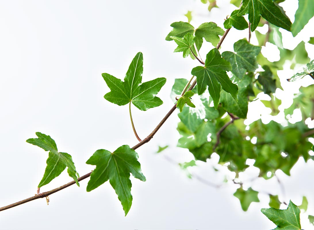 Hedera helix basket
