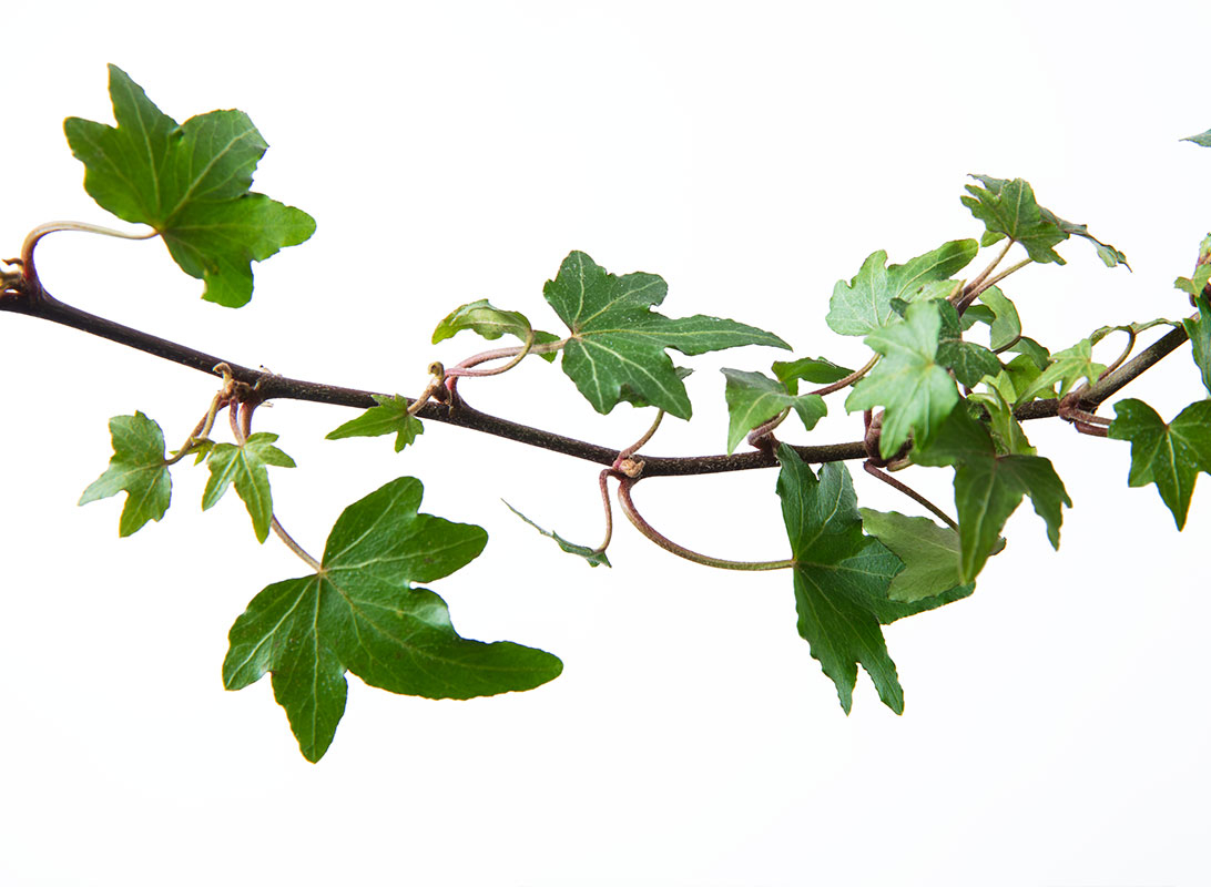 Hedera helix basket