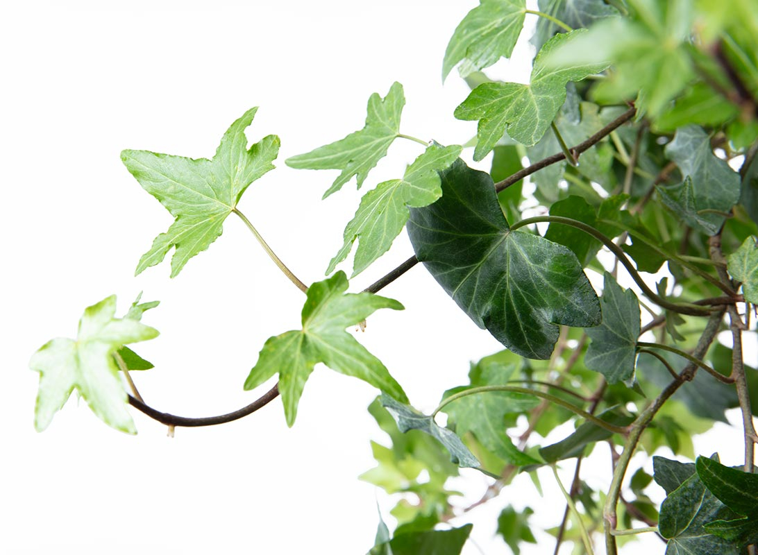 Hedera helix basket