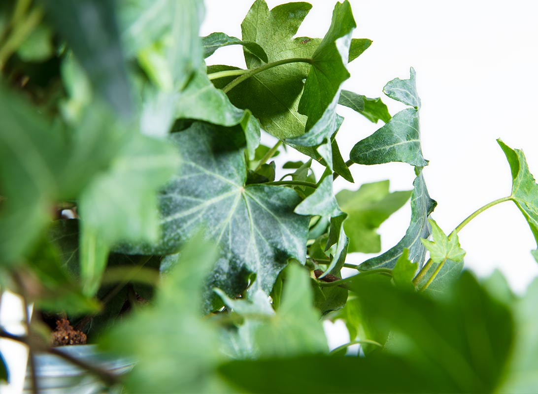 Hedera helix basket