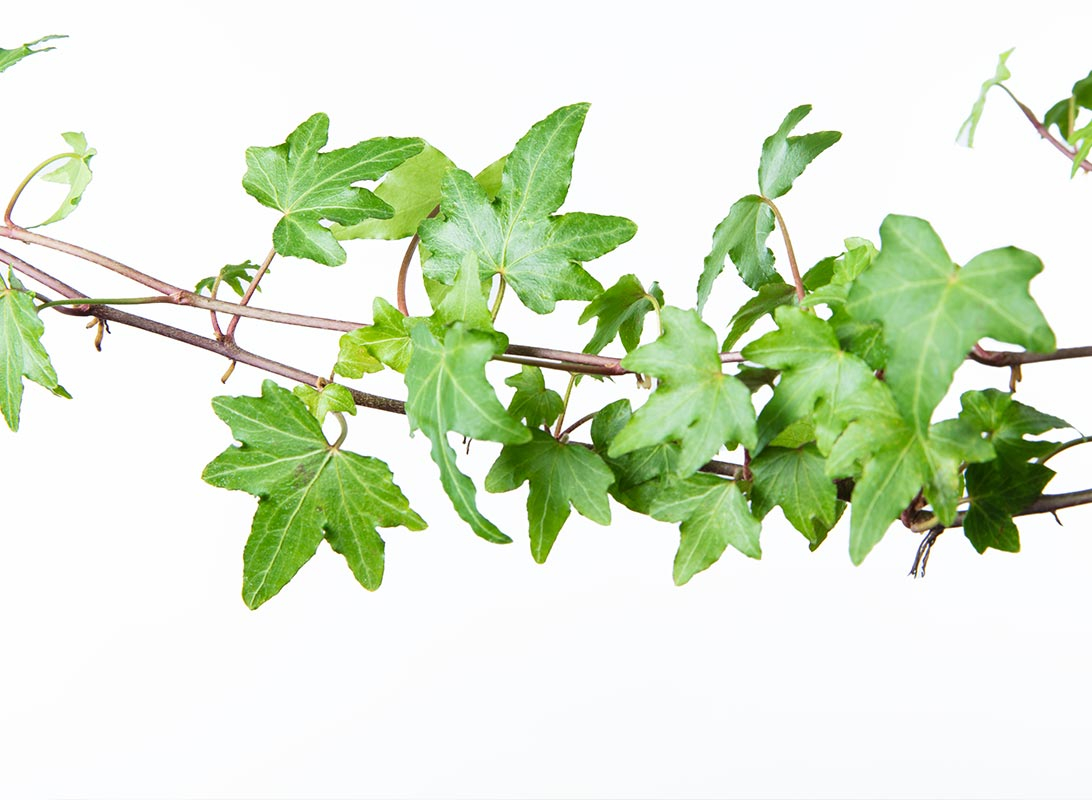 Hedera helix basket