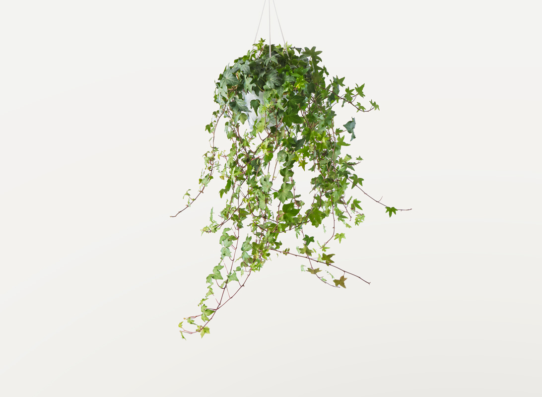 Hedera helix basket