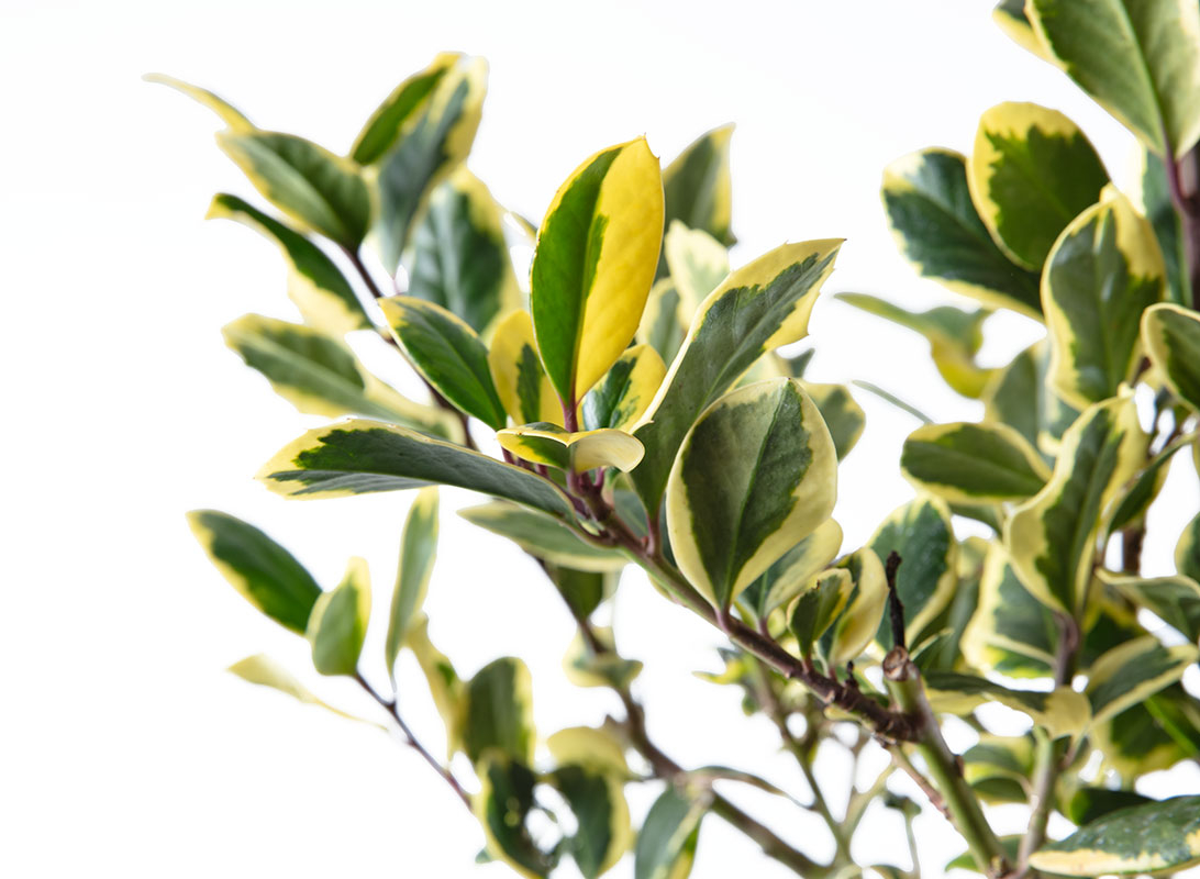 Ilex aquifolium (Agrifoglio) cespuglio