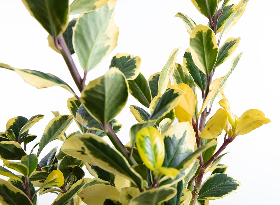Ilex aquifolium (Agrifoglio) cespuglio