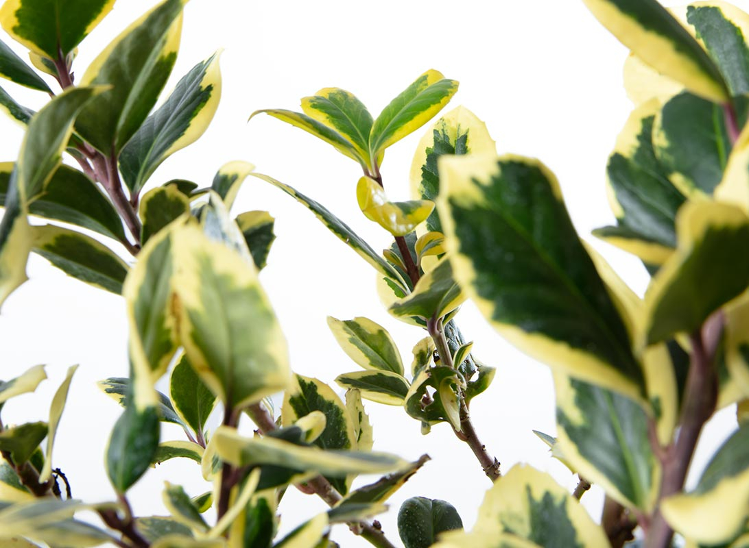 Ilex aquifolium (Agrifoglio) cespuglio