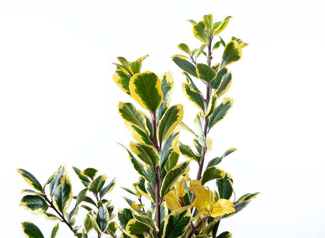 Ilex aquifolium (Agrifoglio) cespuglio