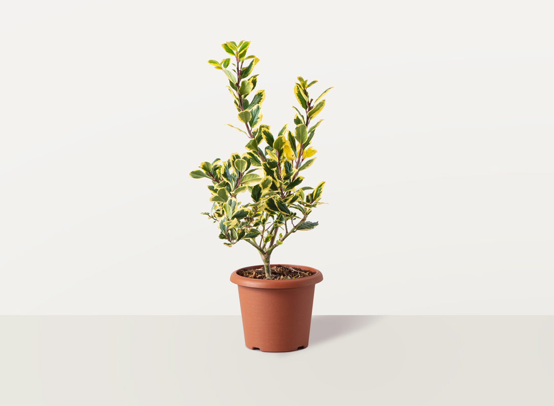 Ilex aquifolium (Agrifoglio) cespuglio