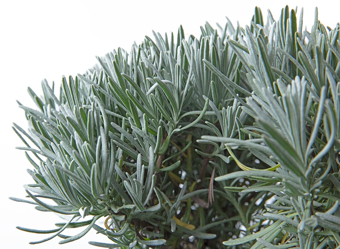 Lavanda angustifolia cespuglio