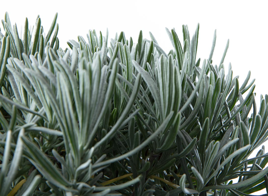 Lavanda angustifolia cespuglio