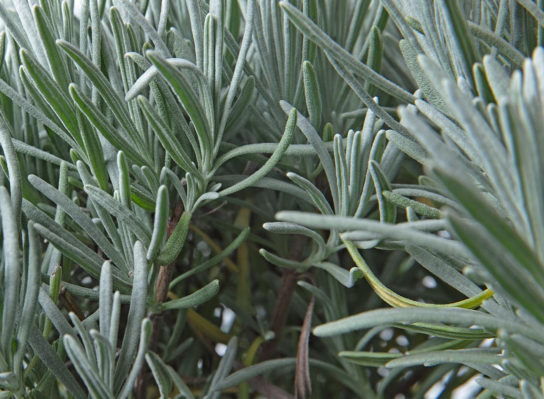 Lavanda angustifolia cespuglio