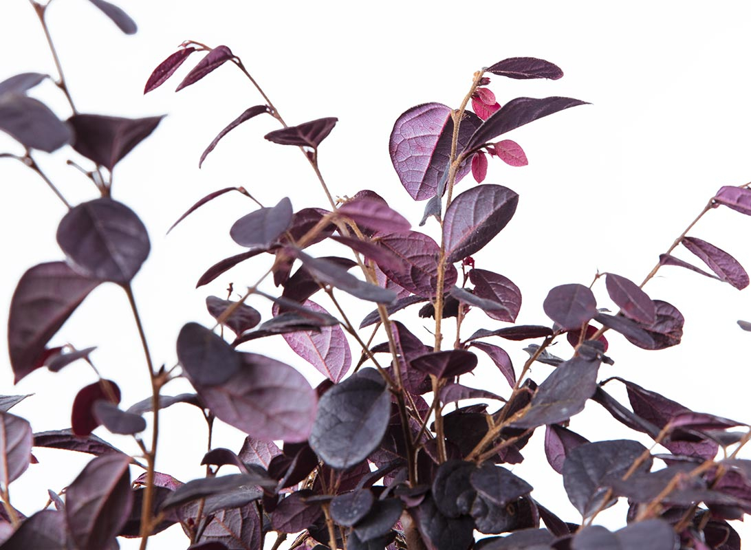 Loropetalum