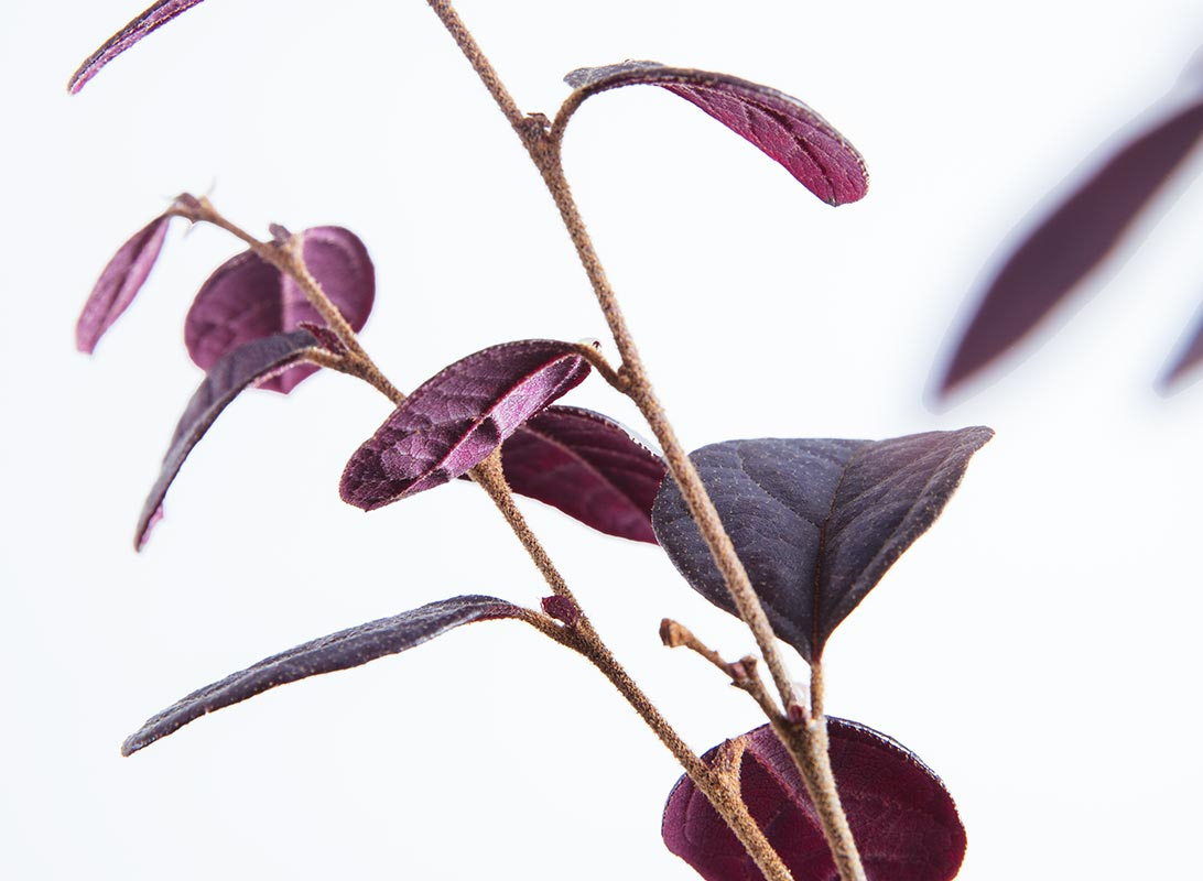 Loropetalum