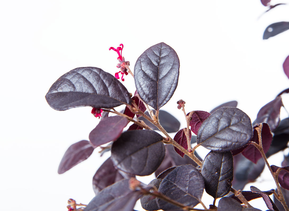 Loropetalum