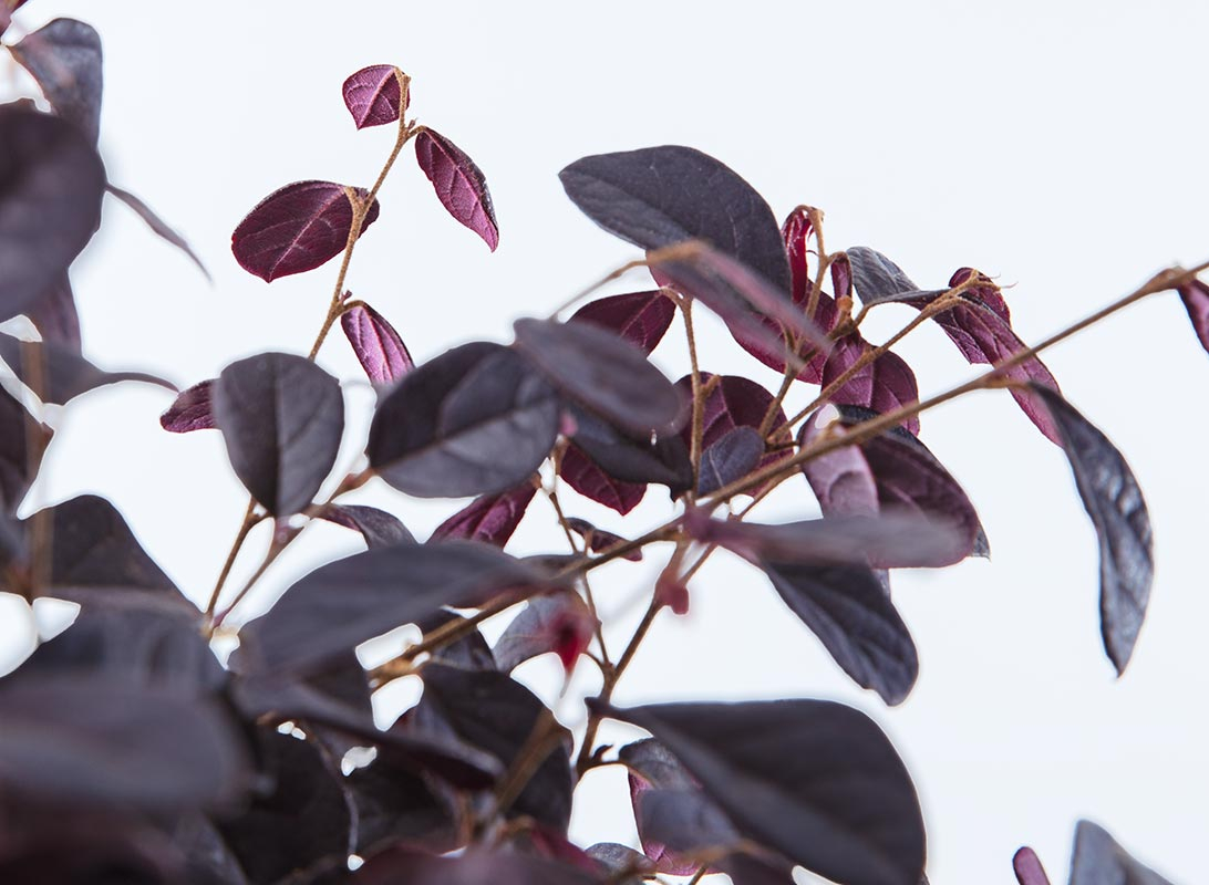 Loropetalum