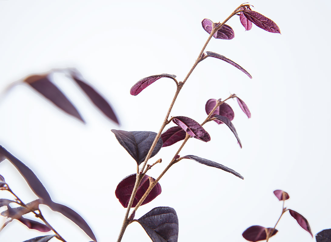 Loropetalum
