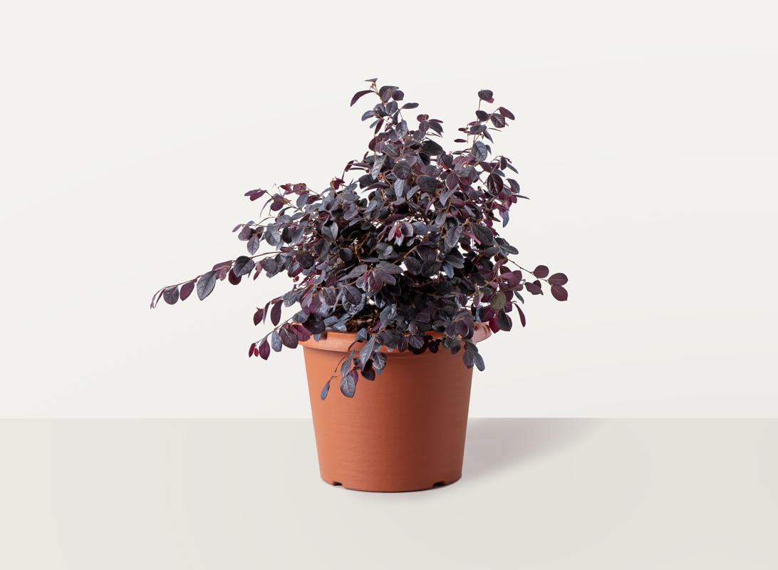 Loropetalum