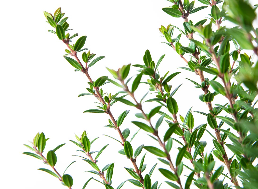 Myrtus tarantina (Mirto)