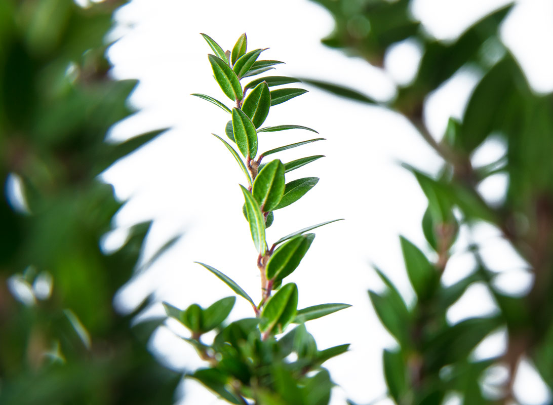 Myrtus tarantina (Mirto)