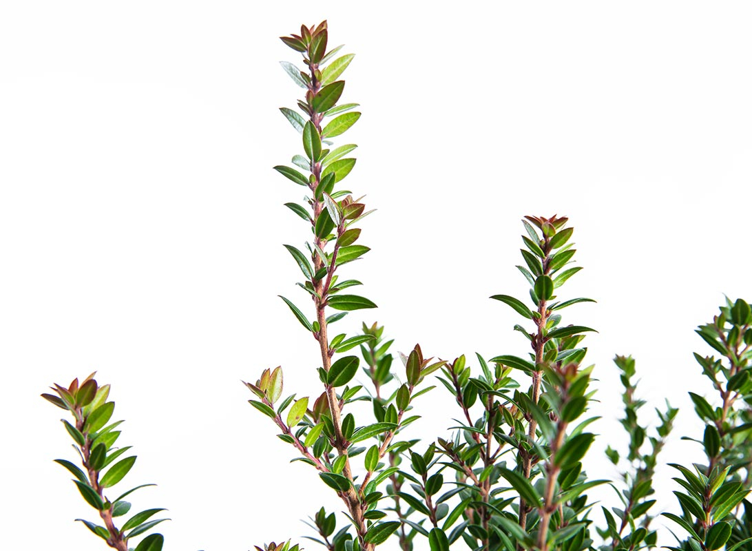 Myrtus tarantina (Mirto)