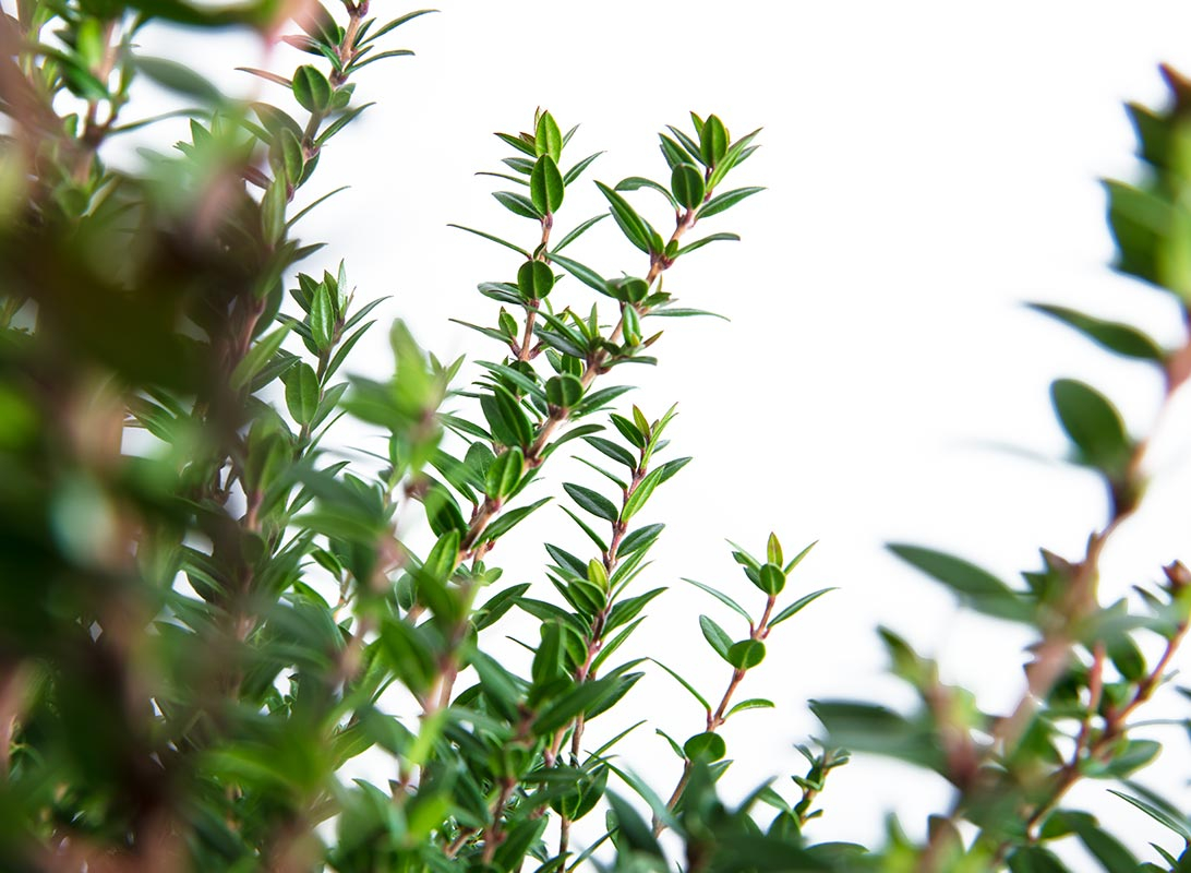 Myrtus tarantina (Mirto)