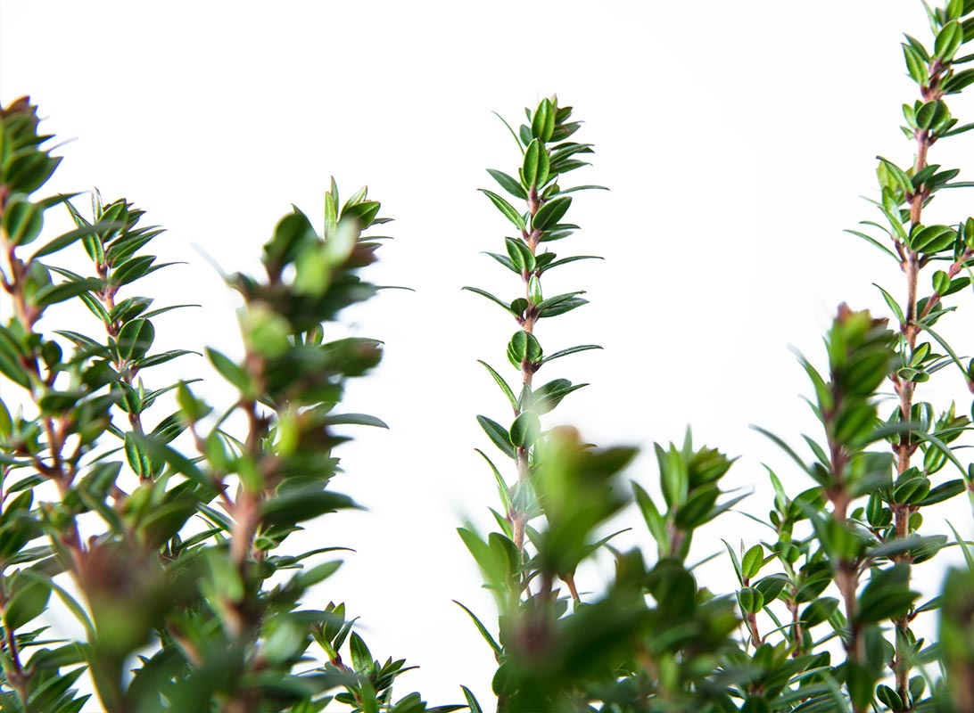 Myrtus tarantina (Mirto)