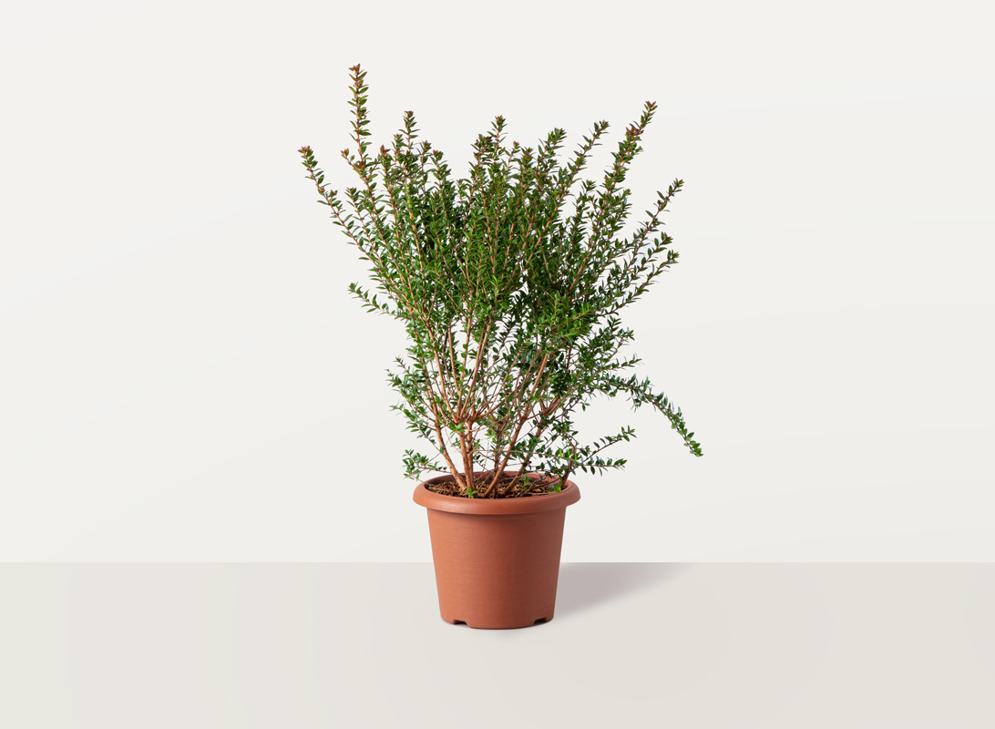 Myrtus tarantina (Mirto)