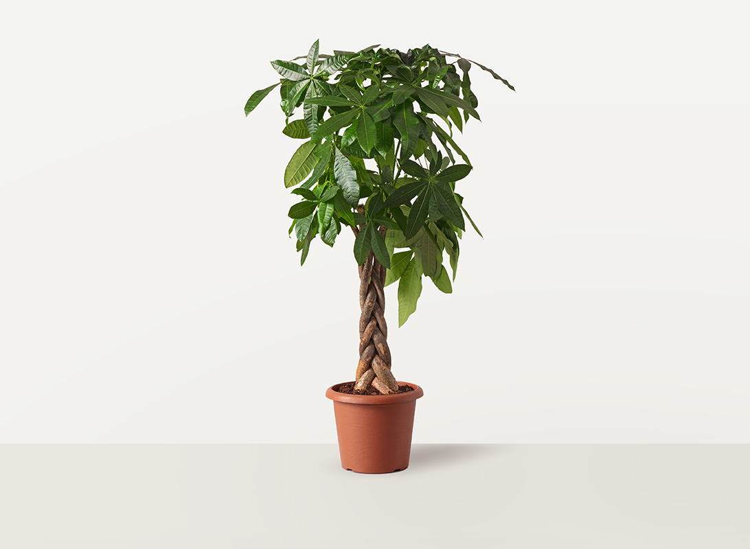 Pachira aquatica