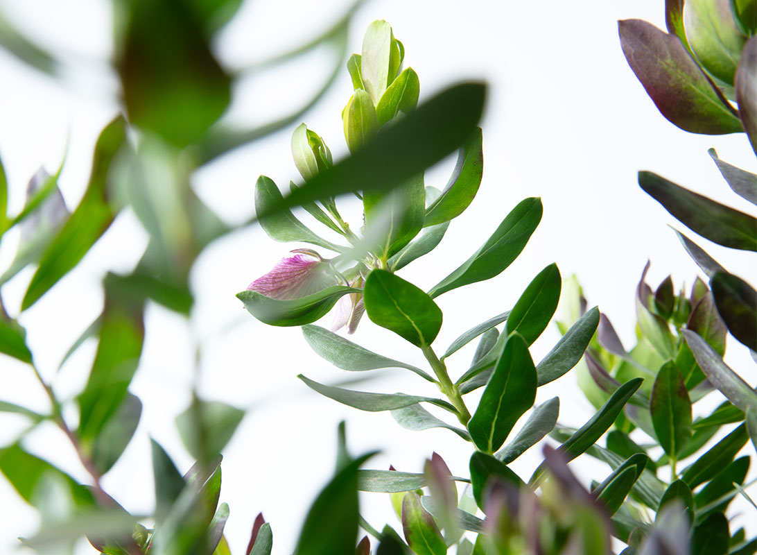 Polygala myrtifolia