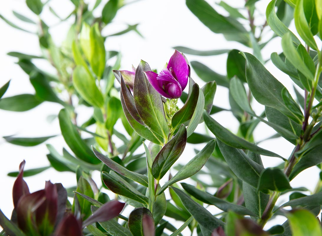 Polygala myrtifolia