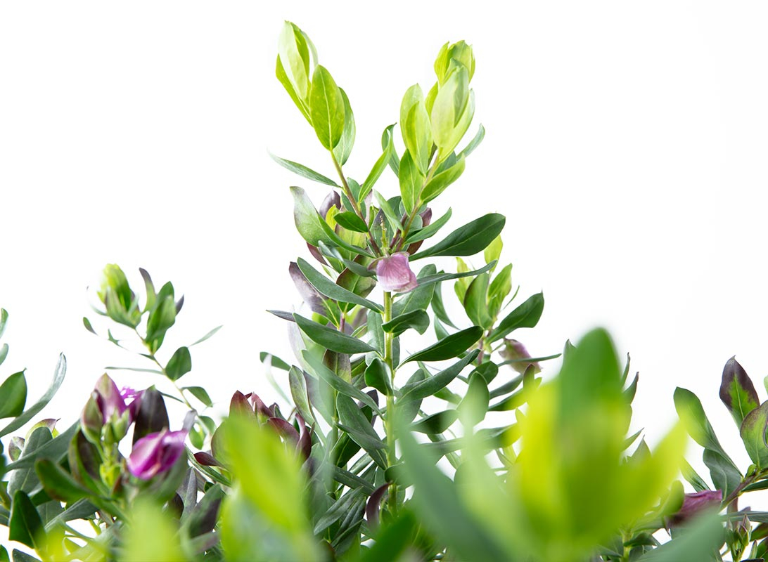 Polygala myrtifolia