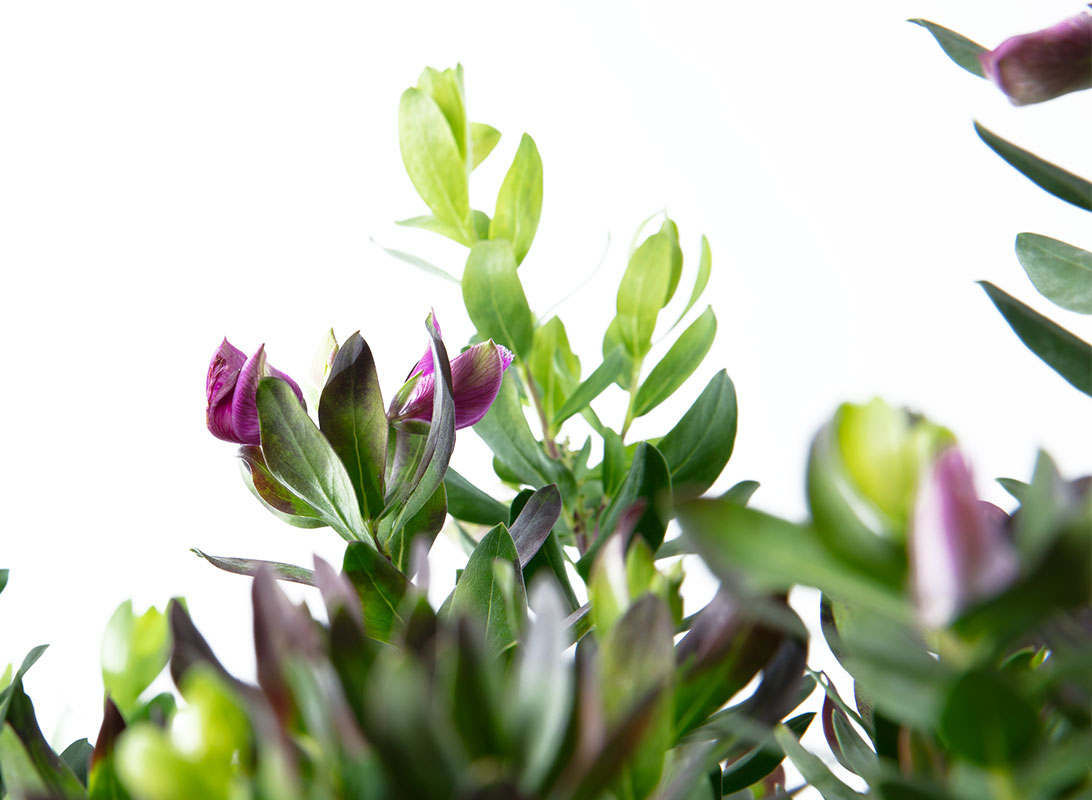 Polygala myrtifolia