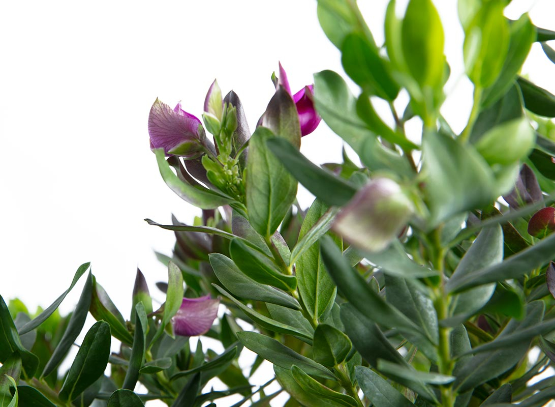 Polygala myrtifolia