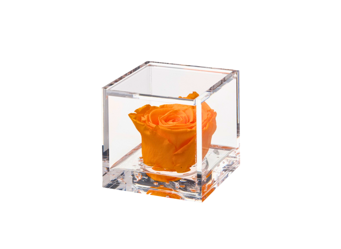 Rosa stabilizzata Arancio