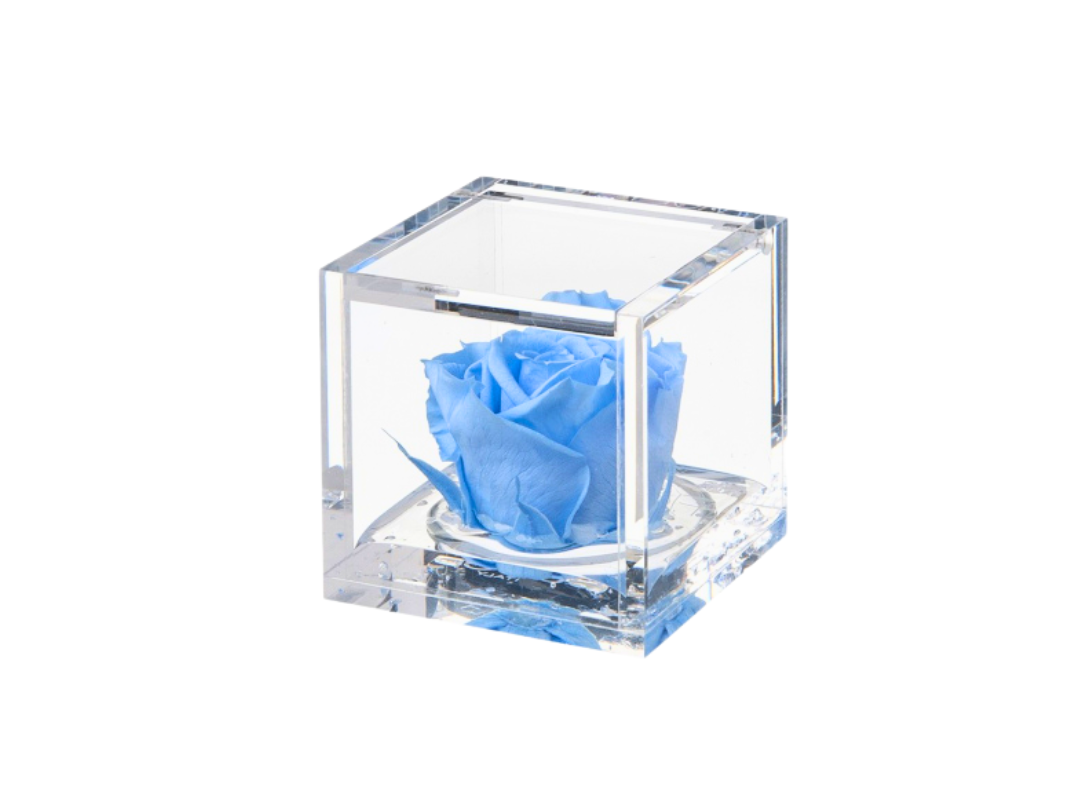 Rosa stabilizzata Azzurro
