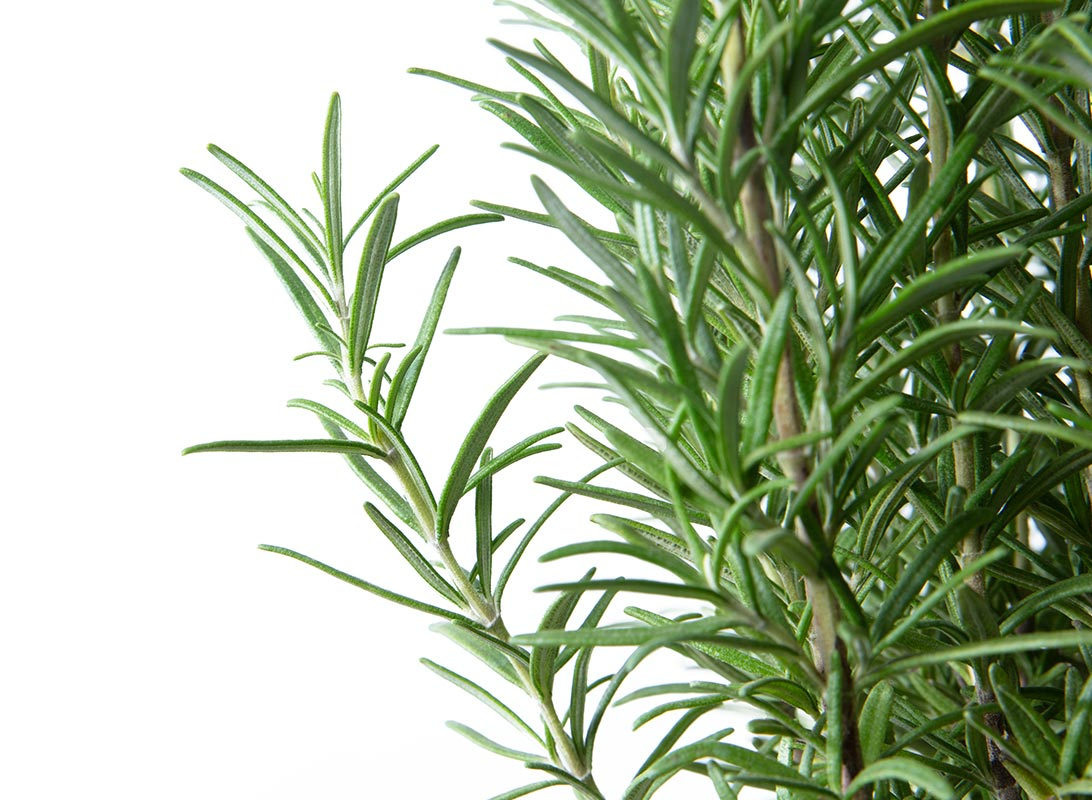Rosmarino officinalis eretto