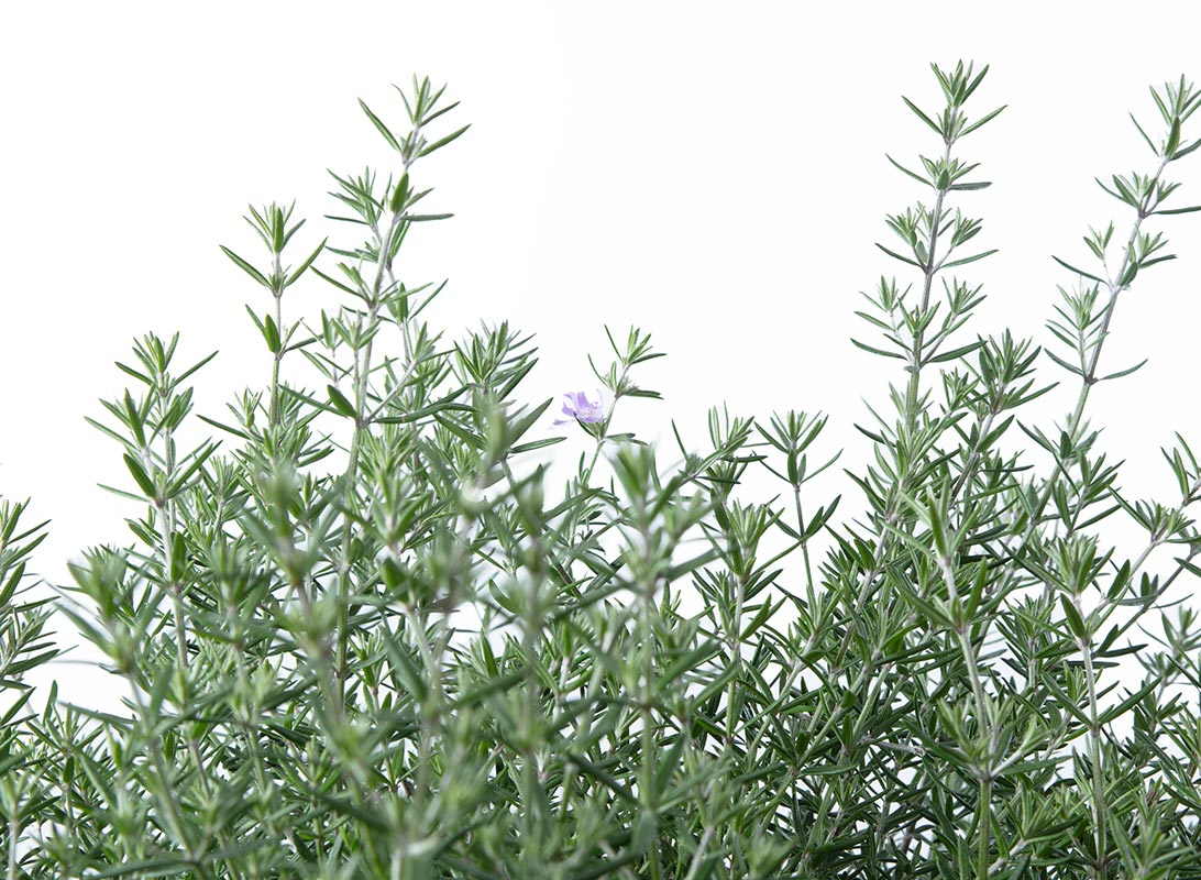 Rosmarino officinalis eretto