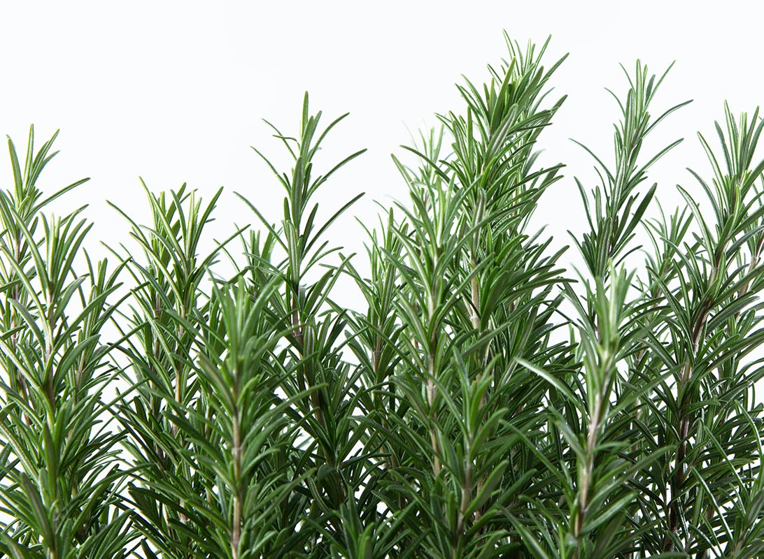 Rosmarino officinalis eretto