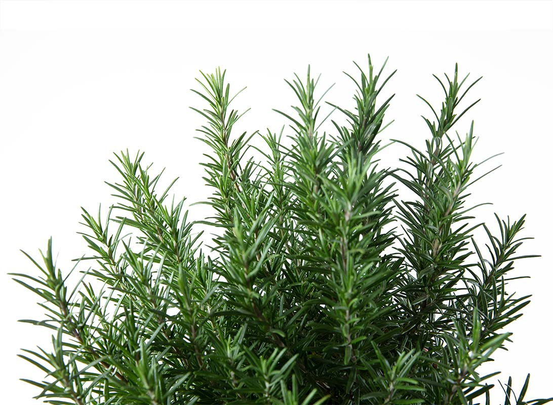 Rosmarino officinalis eretto
