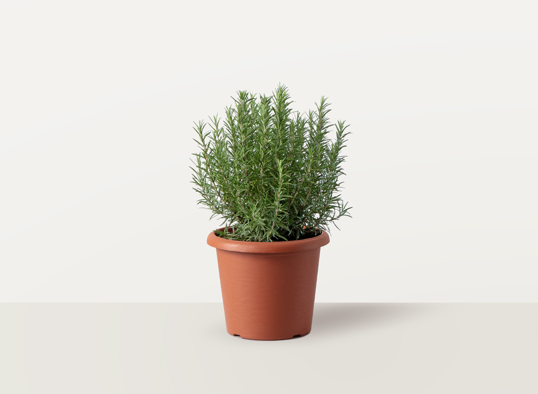 Rosmarino officinalis eretto