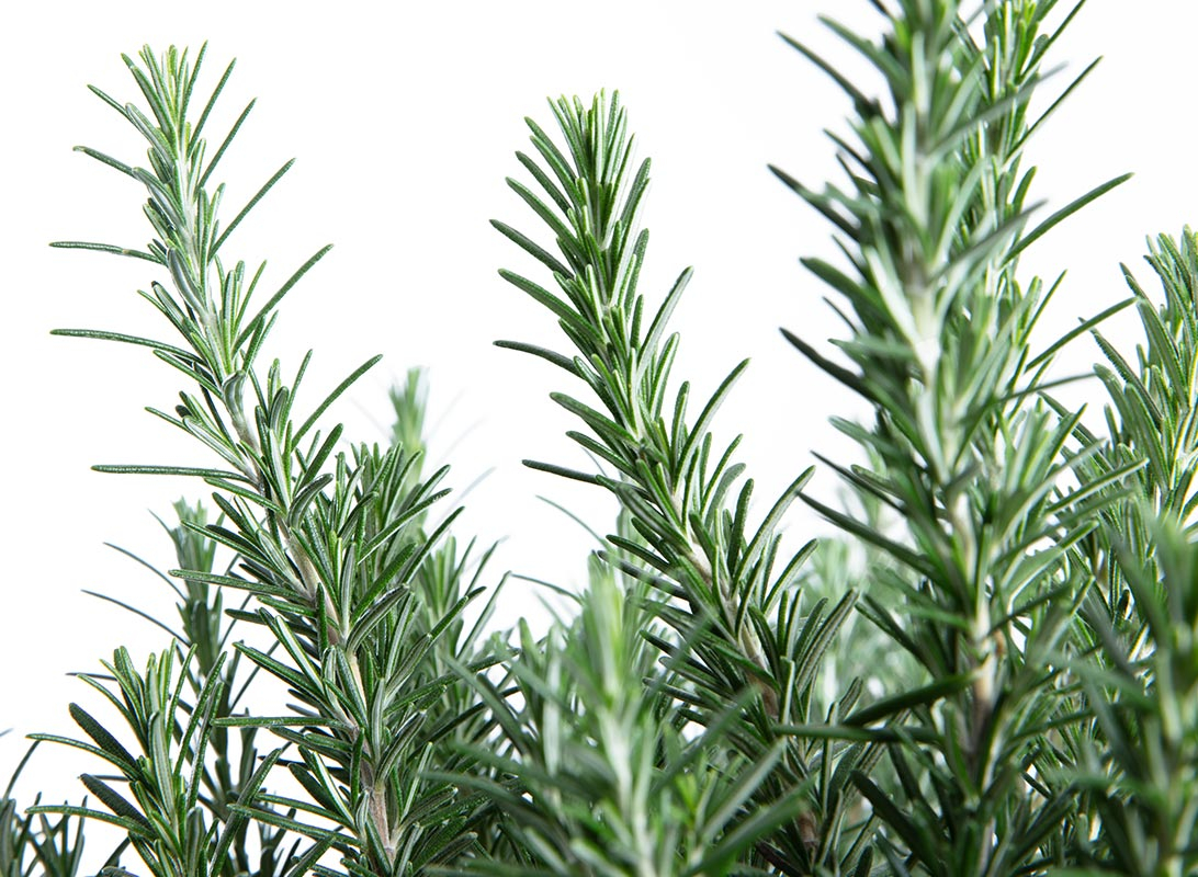 Rosmarino officinalis prostrato