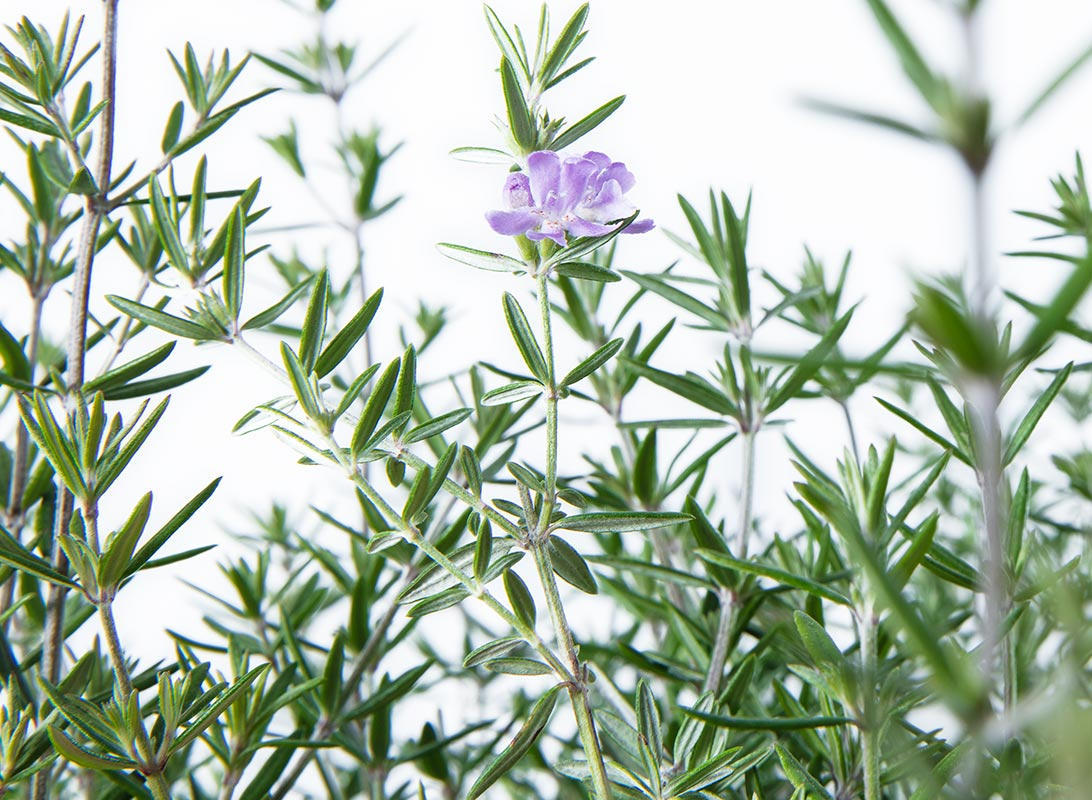 Westringia fruticosa