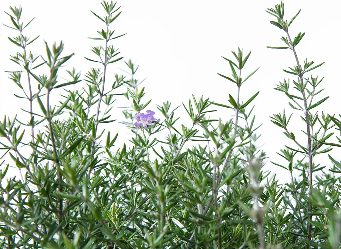 Westringia fruticosa