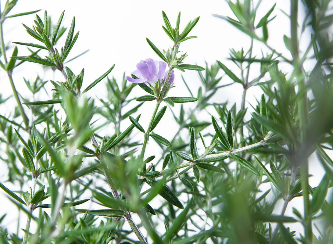 Westringia fruticosa