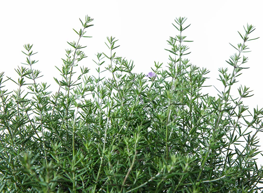 Westringia fruticosa