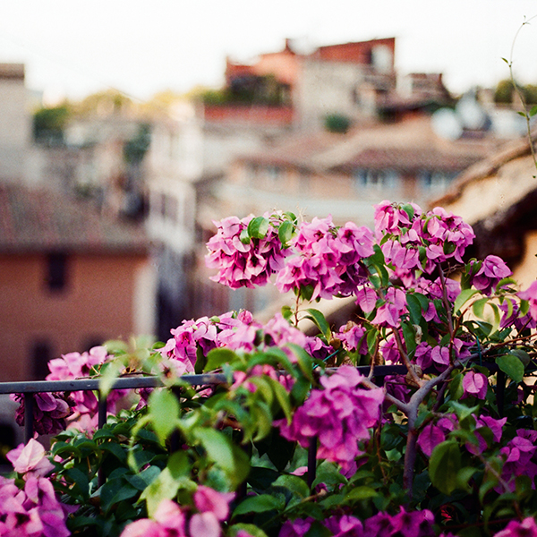 I fiori di Roma - Corriere della Sera