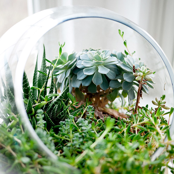 Terrarium, un vero e proprio giardino in miniatura
